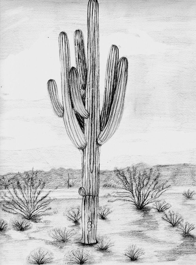 Saguaro Cactus Sketch at Explore collection of