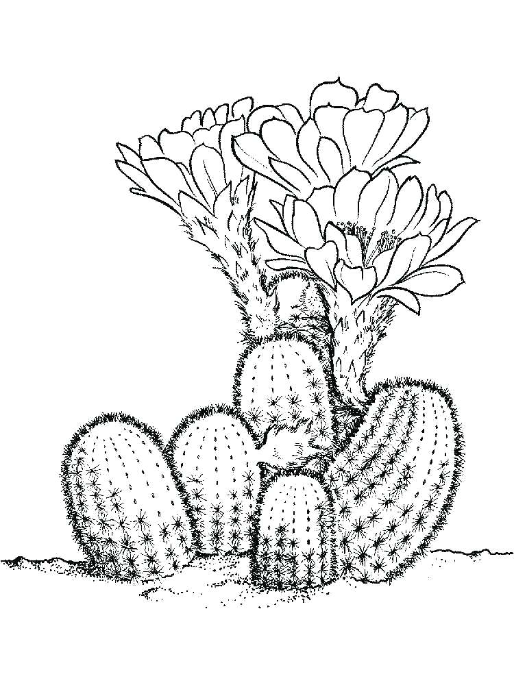 Download Saguaro Cactus Sketch at PaintingValley.com | Explore collection of Saguaro Cactus Sketch