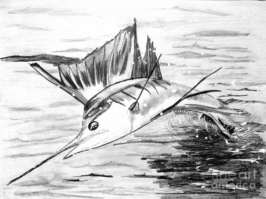 900x675 Leaping Sailfish Drawing By Scott D Van Osdol - Sailfish Sketch