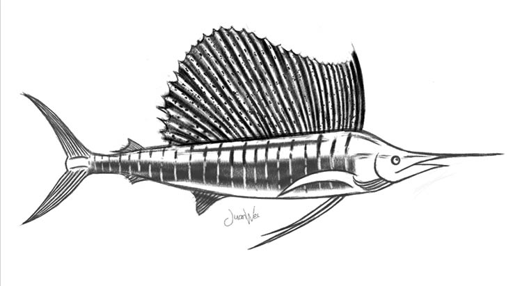 760x411 My Peacock Bass And Sailfish Art Printed On Abu Garcia And Penn T - Sailfish Sketch