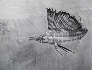 300x227 Sailfish Drawings Fine Art America - Sailfish Sketch