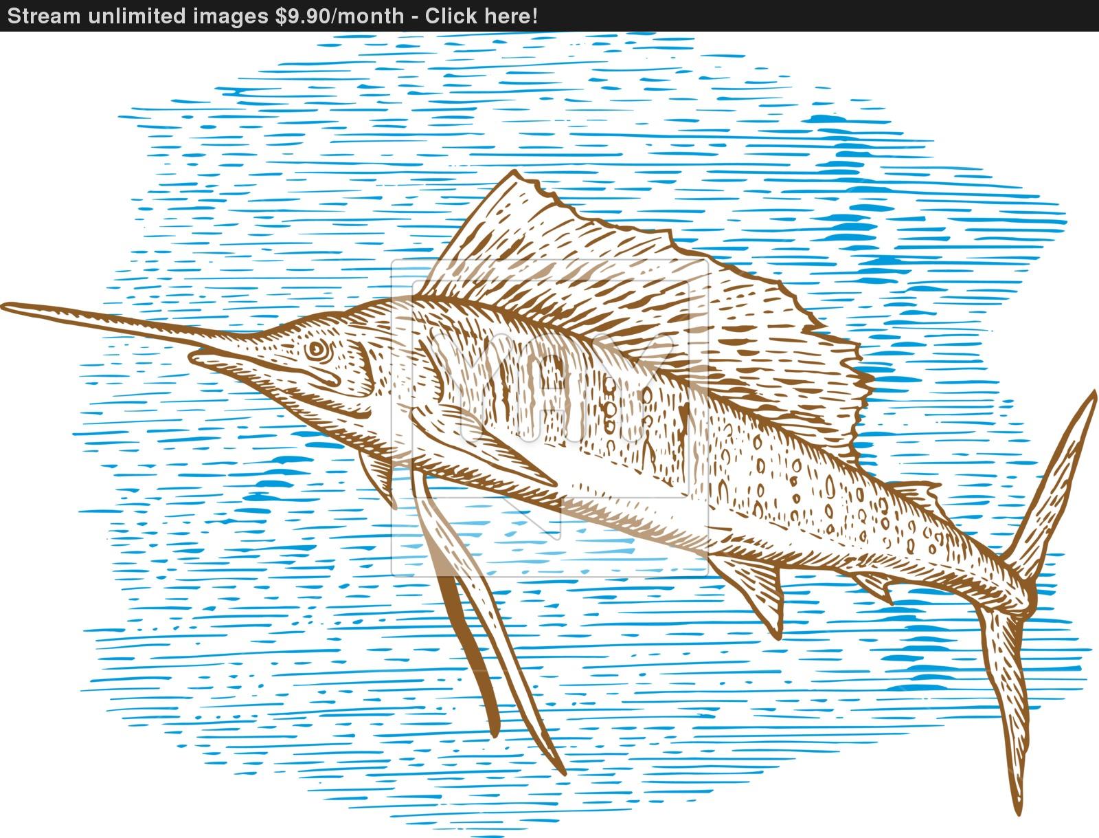 1600x1219 Sailfish Fish Jumping Sketch Vector - Sailfish Sketch