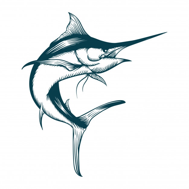626x626 Sailfish Vectors, Photos And Psd Files Free Download - Sailfish Sketch