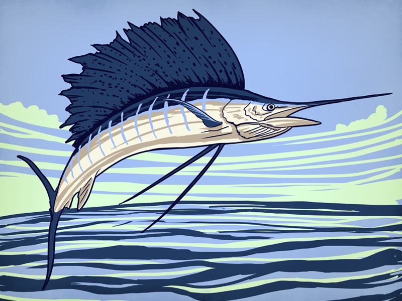 800x600 Sailfish Sketch By Zach Little - Sailfish Sketch
