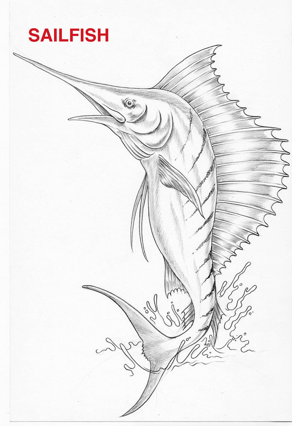 600x874 Sailfish Sketch By Cazitena - Sailfish Sketch