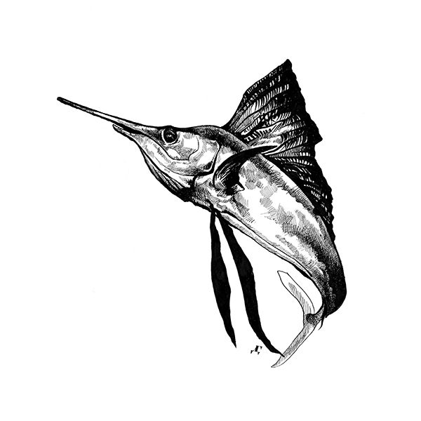 600x600 Sailfish Print Cushion Cover, Premium Cotton Canvas Cushion Cover - Sailfish Sketch