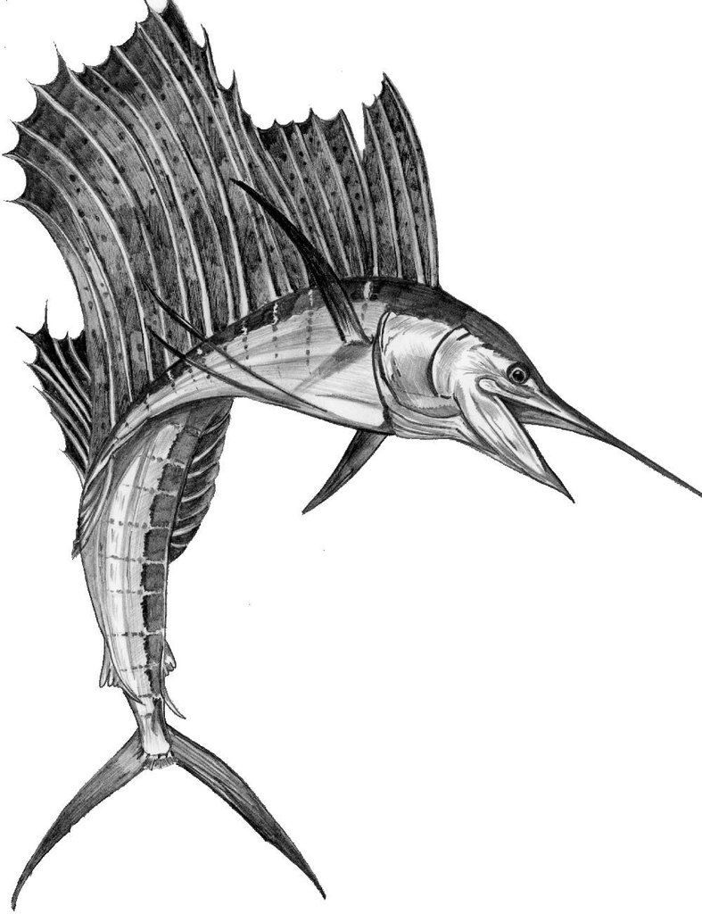 Sailfish Sketch at Explore collection of Sailfish