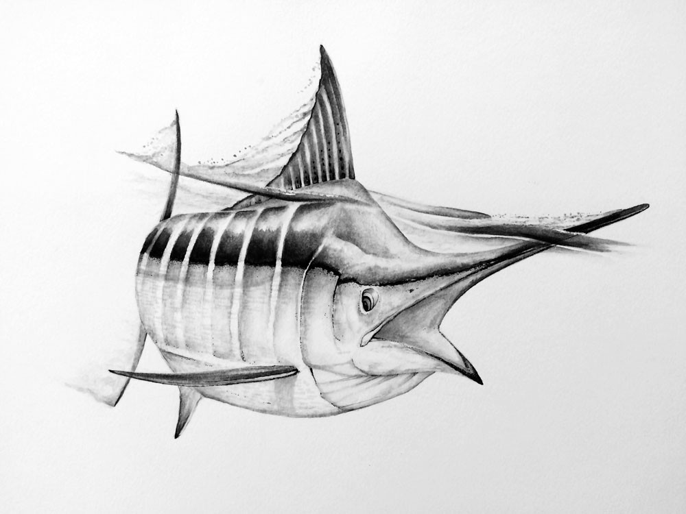 1000x750 Big Blue, Drawing - Sailfish Sketch