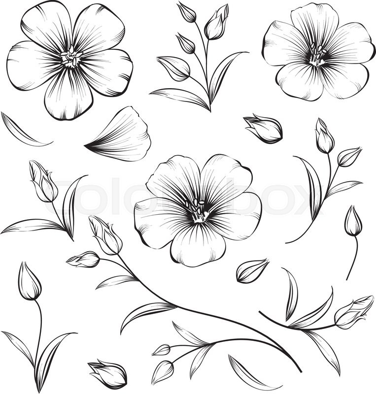 763x800 Collection Of Sakura Flowers, Set. Cherry Blossom Bundle. Black - Sakura Flower Sketch