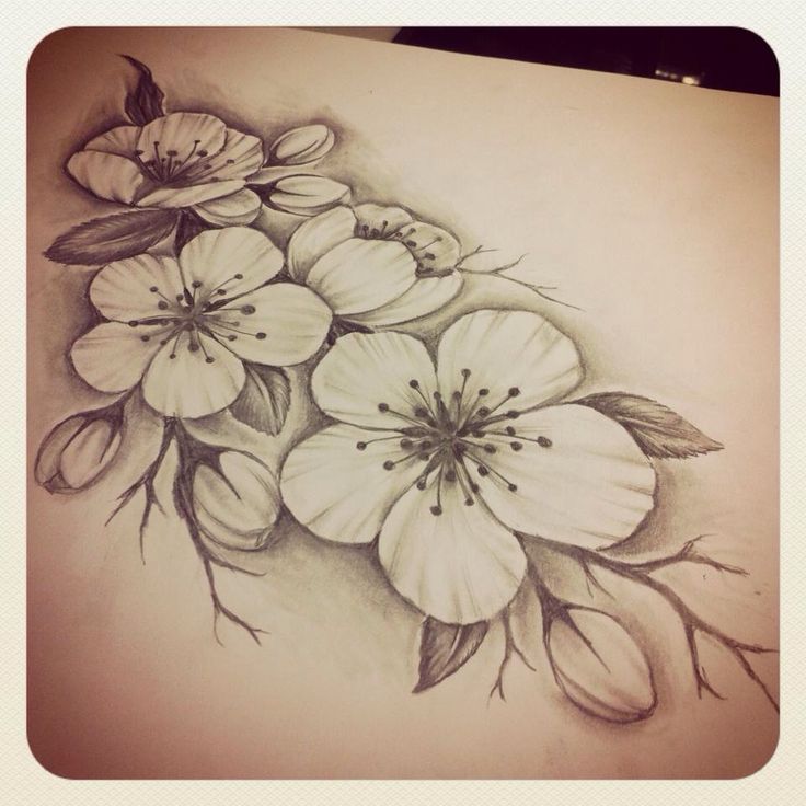 736x736 Drawn Sakura Blossom Small Flower - Sakura Flower Sketch