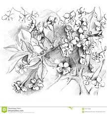 217x232 Pencil Sketch Sakura Blossom Flower Pretty - Sakura Flower Sketch