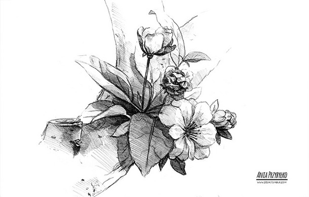 610x389 Blossom Flower Drawing - Sakura Flower Sketch