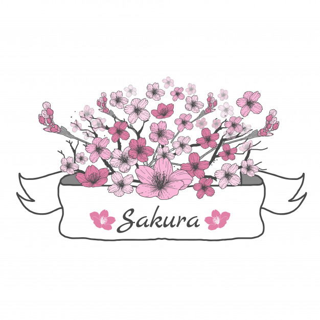 626x626 Flower Ribbon Of Sakura. Drawing And Sketch On White Background - Sakura Sketch