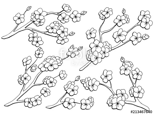 500x375 Sakura Graphic Flower Branch Black White Isolated Sketch Set - Sakura Sketch