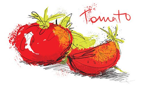 494x300 Vector Sketch Tomato Illustration Slice Tomatoes And Salad Premium - Salad Sketch