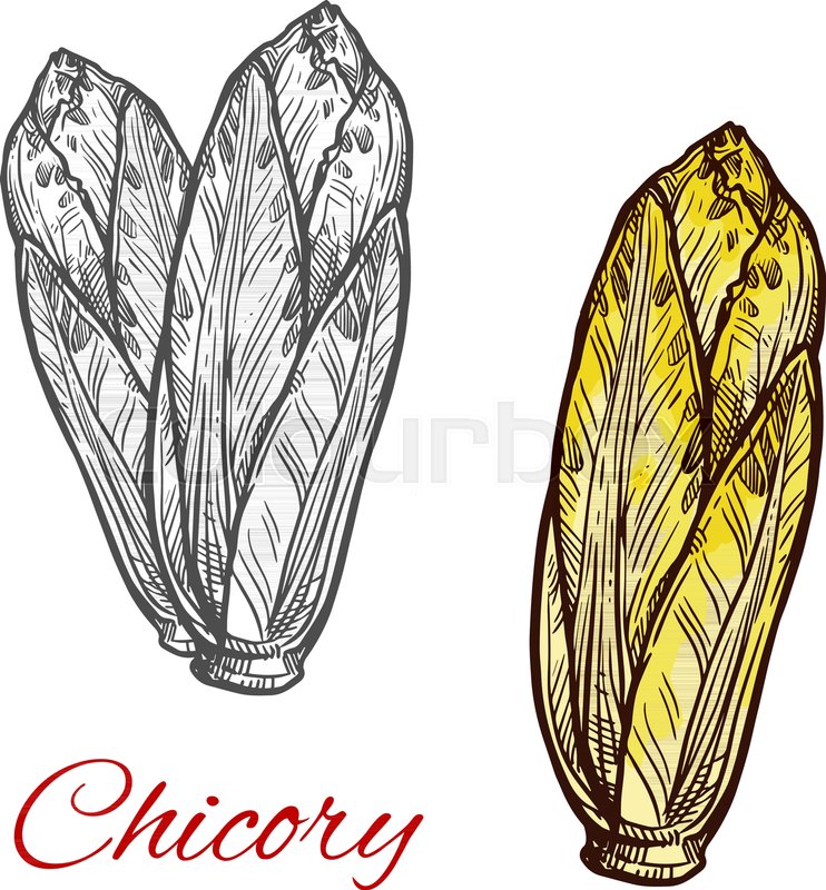 742x800 Chicory Lettuce Vegetable Vector Sketch. Botanical Design Of - Salad Sketch