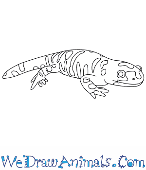 300x350 How To Draw A Tiger Salamander - Salamander Sketch
