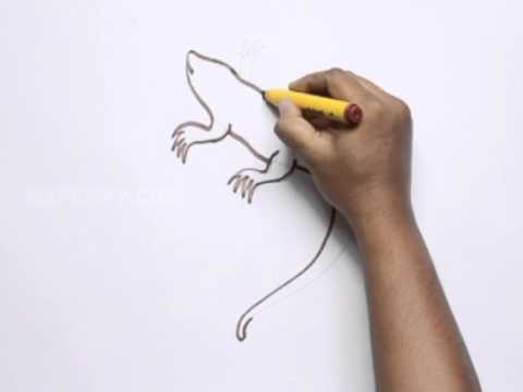 480x360 How To Draw A Salamander - Salamander Sketch