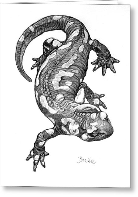 455x646 Salamander Drawing By Desimir Rodic - Salamander Sketch