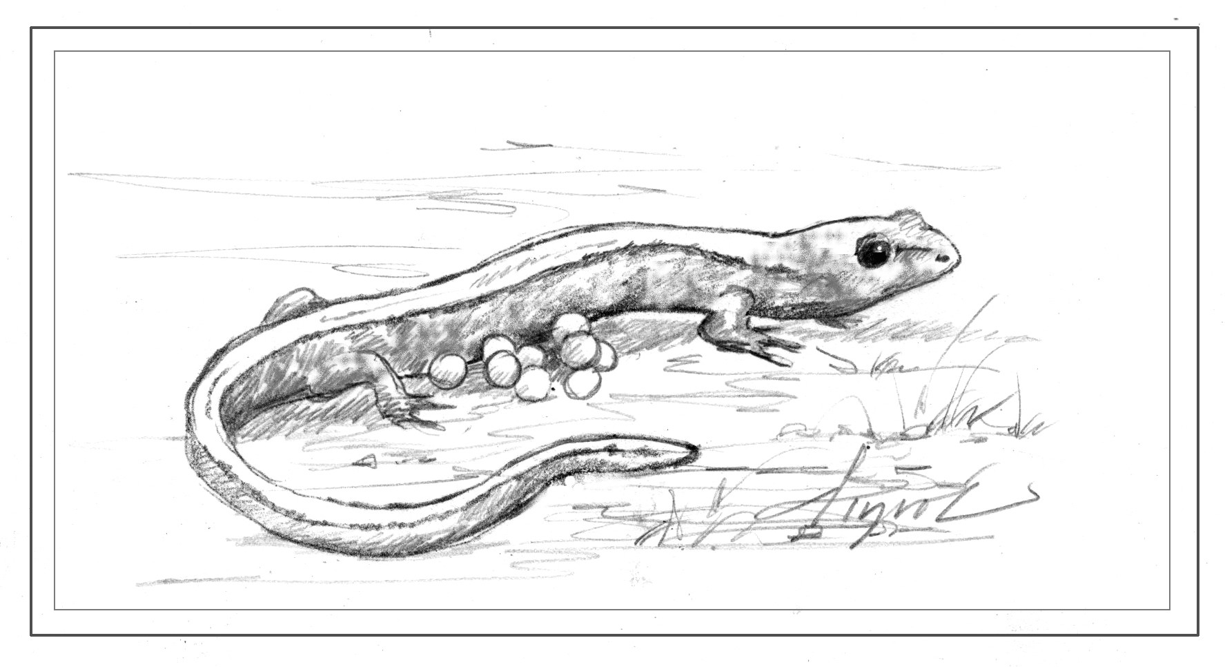 1775x966 Salamander Party Tricks The Bennington Banner Bennington - Salamander Sketch