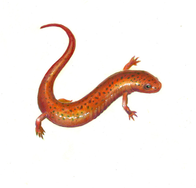 670x643 Salamander Sketch Drawing Skill - Salamander Sketch