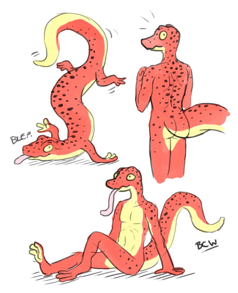 807x991 Salamander Sketches By Browniecomicwriter - Salamander Sketch