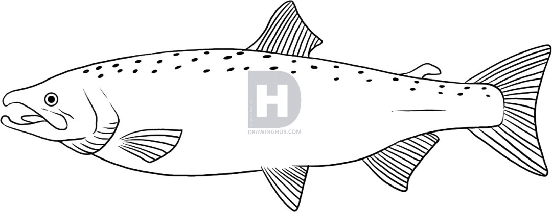 1080x416 How To Draw A Salmon, Step By Step, Drawing Guide, By Darkonator - Salmon Sketch