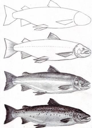 322x448 How To Draw A Salmon Something Fishy Drawings - Salmon Sketch