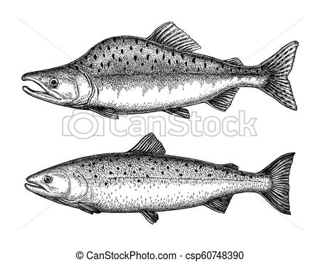450x369 Ink Sketch Of Pink Humpback Salmon. Hand Drawn Vector Illustration - Salmon Sketch