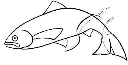 448x226 Salmon Sketch - Salmon Sketch
