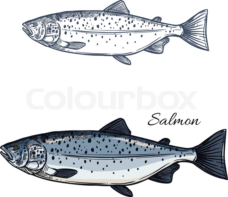 800x693 Salmon Sketch Vector Fish Icon. Isolated Sea Humpback Or Pink - Salmon Sketch