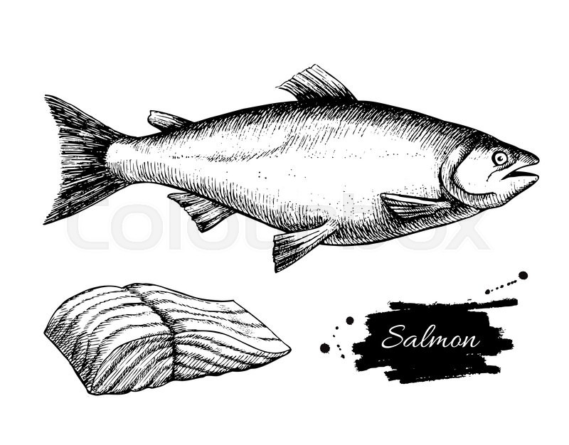 800x626 Vector Vintage Salmon Drawing. Hand Drawn Monochrome Seafood - Salmon Sketch