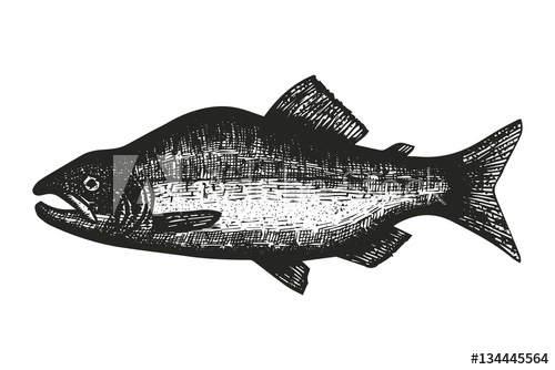 500x334 Fish Salmon Sketch. Vector Illustration - Salmon Sketch