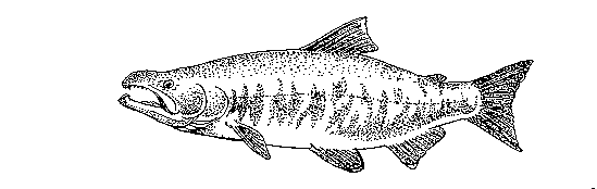 549x174 Fish Drawings - Salmon Sketch