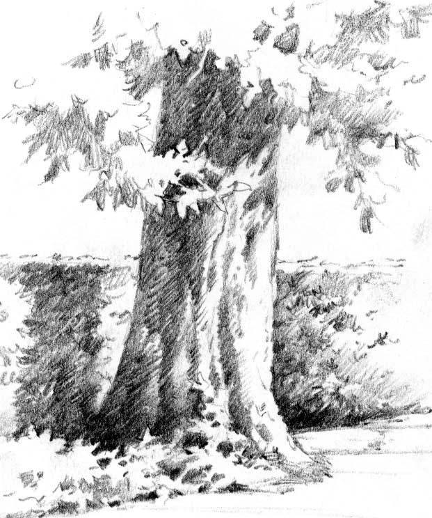 621x744 Sketch Of Tree On Temple Square Roland Lee - Salt Lake City Temple Sketch