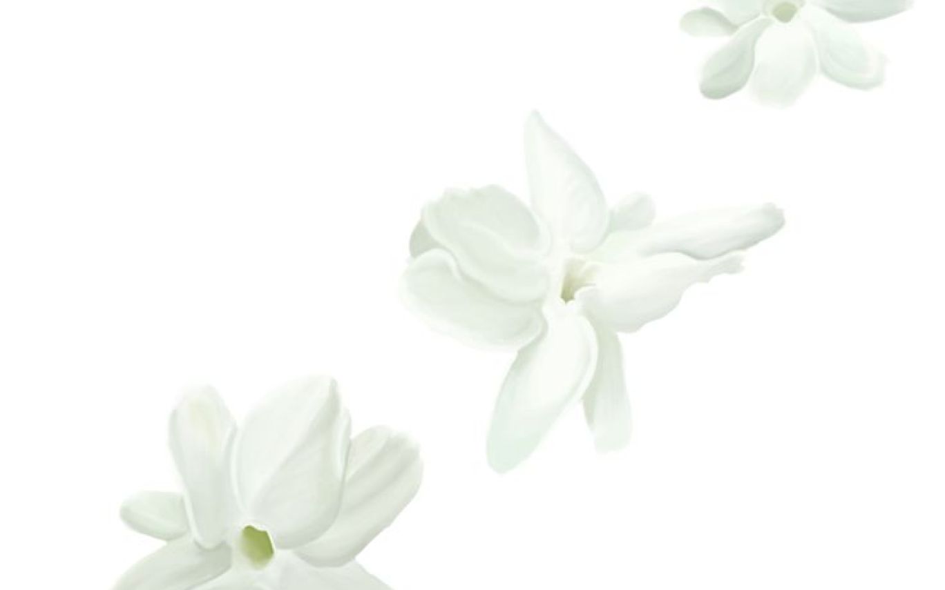 1368x855 Free Sampaguita Drawing, Download Free Clip Art, Free Clip Art On - Sampaguita Sketch