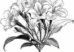300x210 Sampaguita Drawing Sketch - Sampaguita Sketch