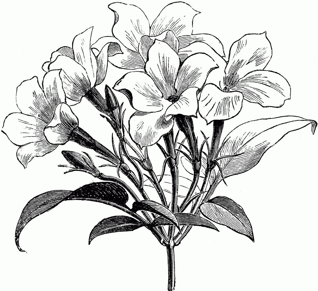 1024x938 Sampaguita Flower Drawing Jasmine Clipart Jasmine Plant Tattoos - Sampaguita Sketch
