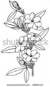 172x300 Sampaguita Flower Drawings - Sampaguita Sketch
