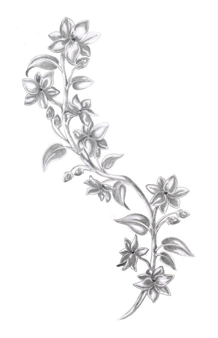 719x1111 Sampaguita Sketch Tattoo Ideas Sketches, Tattoo - Sampaguita Sketch