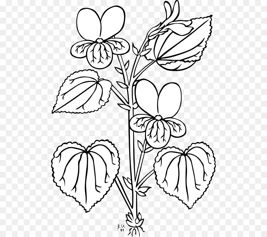 900x800 Viola Glabella Plant Clip Art - Sampaguita Sketch