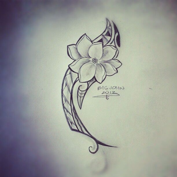612x612 Sampaguita Flower - Sampaguita Sketch