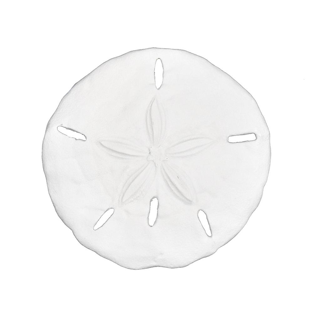 1000x1000 Fetco Cruz Sand Dollar Wall Decor D4357 - Sand Dollar Sketch