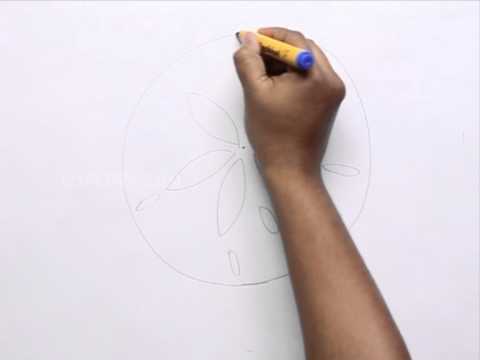 480x360 How To Draw A Sand Dollar - Sand Dollar Sketch