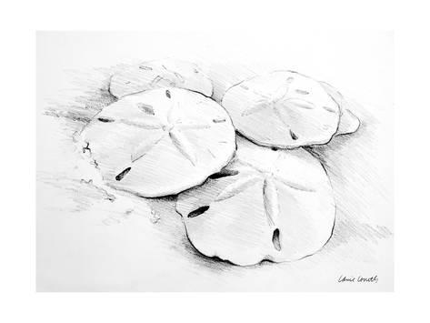 473x355 Sand Dollar I Premium Giclee Print By Lanie Loreth - Sand Dollar Sketch