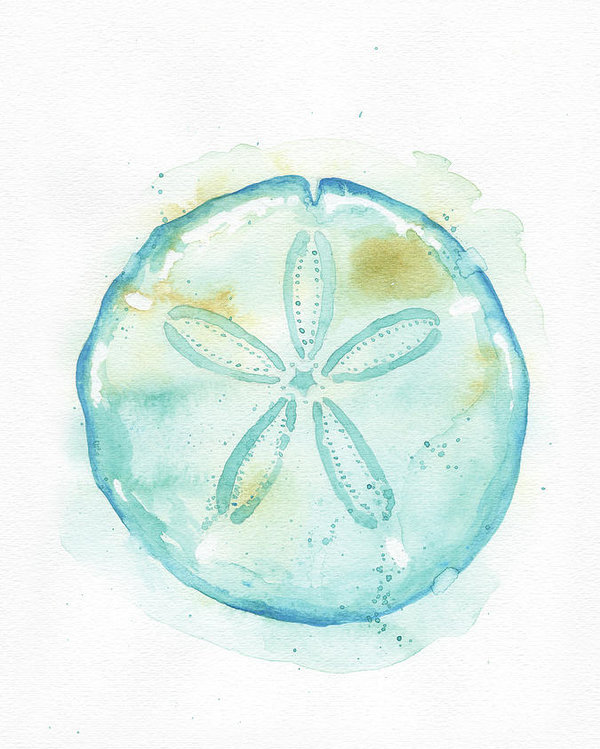 600x749 Sand Dollar Poster By Dream Pigment - Sand Dollar Sketch