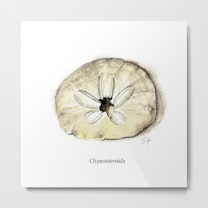 700x700 Sand Dollar Specimen (Burrowing Sea Urchin Of The Order - Sand Dollar Sketch