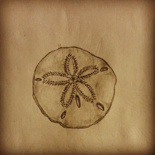 544x544 Sand Dollar Tattoo Sketch By Tattoo Art Sketches - Sand Dollar Sketch