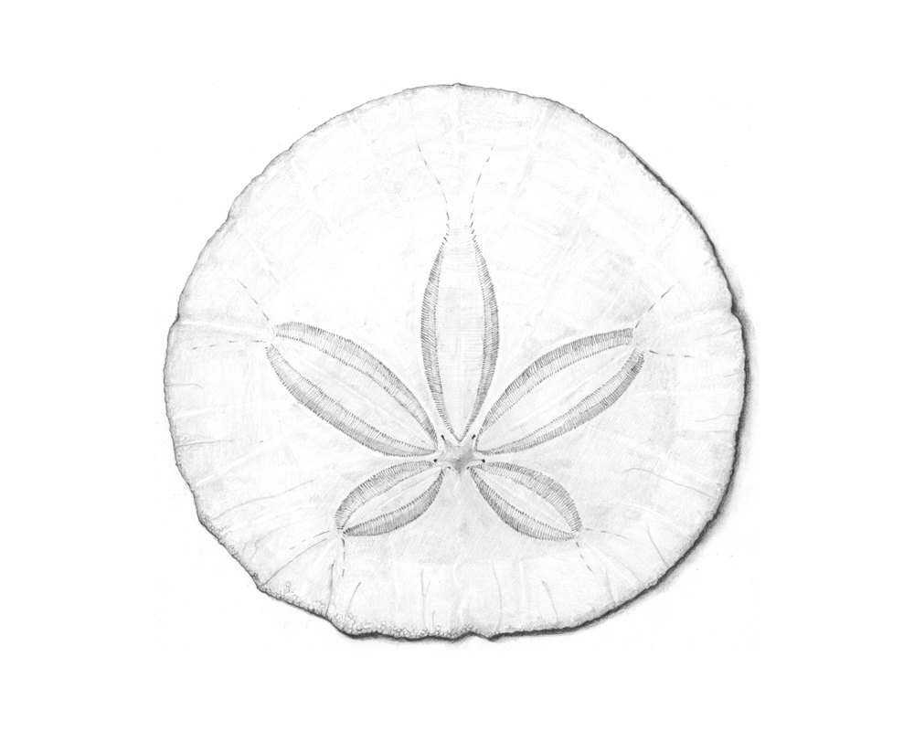 1000x800 Sand Dollar Print Archival Print Sea Life Wall Art - Sand Dollar Sketch