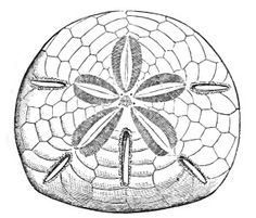 236x201 The 10 Best Sand Dollar Images Sand Dollars, Sea - Sand Dollar Sketch